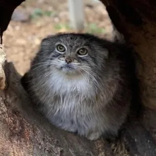 зося щитпост новый