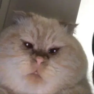кошковарёжки