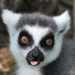 Lemurs confession+daily