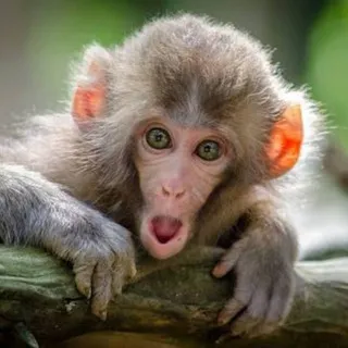 Funny Animals