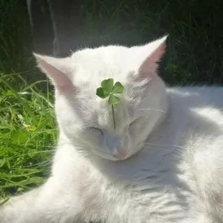 <ПРОДАЕТСЯ> 𝙻𝚞𝚌𝚔𝚢 𝚛𝚞𝚗𝚜 𝚘𝚏 𝚏𝚘𝚛𝚝𝚞𝚗𝚎🍀🍃