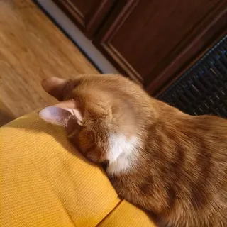 Щп Зека