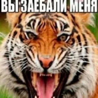 сыр по тыще
