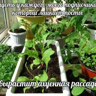 ˗ˏˋ𝖯𝗅𝖺𝗇𝗍𝗌 𝖼𝗈𝗇𝖿𝖾𝗌𝗌𝗂𝗈𝗇||🪴🍀´ˎ˗