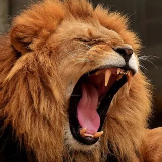 The Lions Den - Free charts and chats