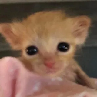 Вучя