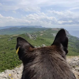 Canis 🐕🐕