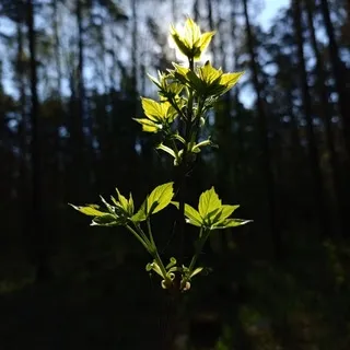 Międzyczas