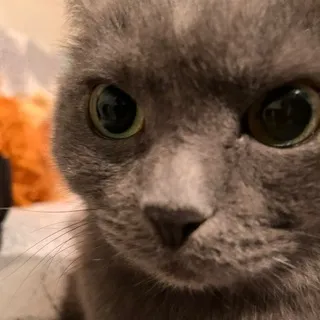 котята БЕСПЛАТНО?!?! Mnkgn щитпост