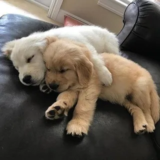 СОБАКИ CONFESSION 🐶🐾