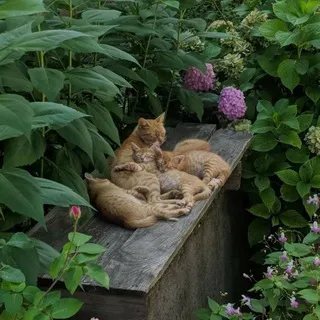 •••Уголок чайной кошки•••