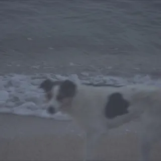 dog silent