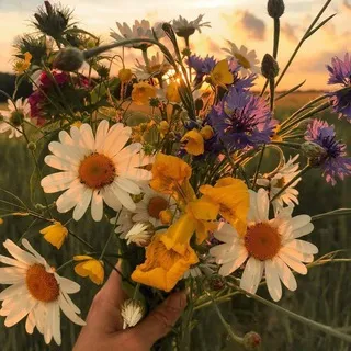 [☀️|Будни Цветика (＾ω＾)|🌼]