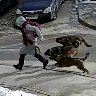 STOPDOG24