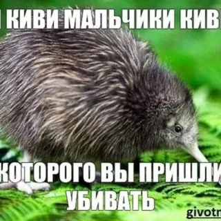 шхельда анофелес ришта