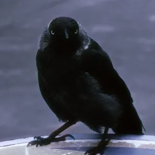 ιηƒσ