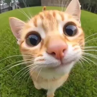 Cats Vibe