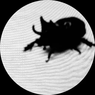 anti STEYCK (1234)