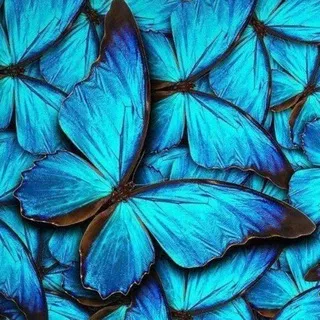 Jardim das Borboletas. 💙🦋