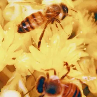 Honey Valley Games ! [ HVG .]
