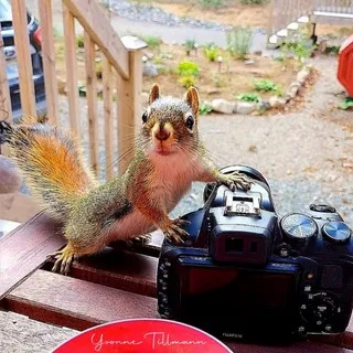 Yvonnes Tier- und Naturfotografie🦋🌸🌿🐿🌼☘️🦅
