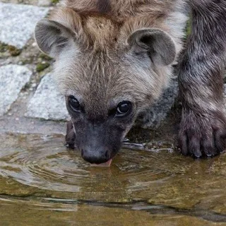 эмо шансон