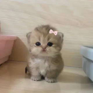 💖⋆｡°₊Пряничка☽˚⁺‧͙⁺💖