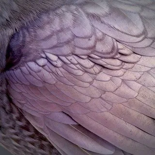 . ݁˖ 𝗗𝗲𝗲𝗽𝗩𝗲𝘅 ˚.