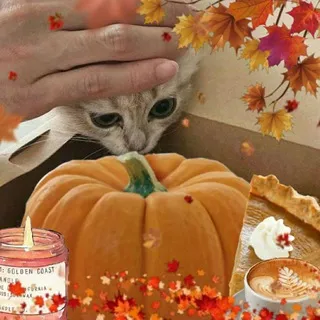 Cats with Food