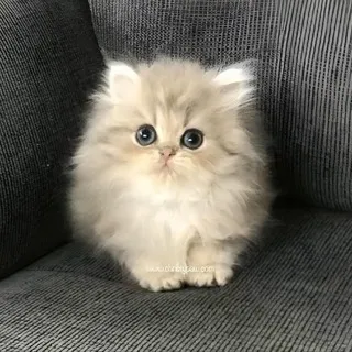 Гнездо Птенца