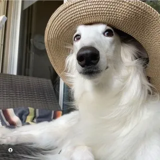 𝘽𝘖𝘙𝘡𝘖𝗶 𝘾𝙊𝙉𝙁 | ☀️