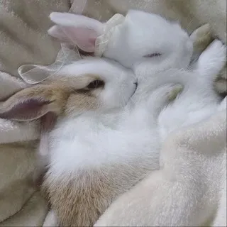 naokisyela 🐇