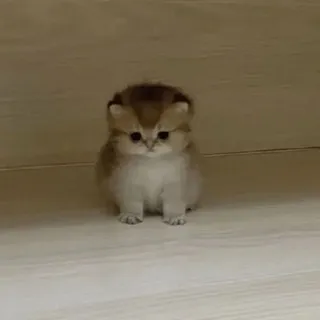 Домурчалась