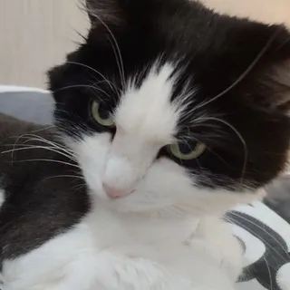 PELLANA_A
