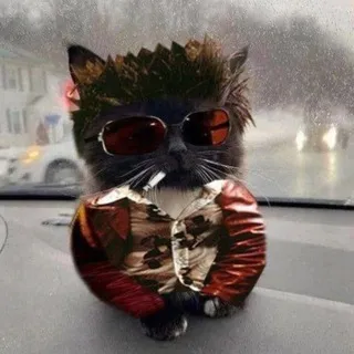 mem shithole worldwide incorporated