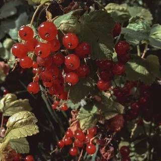 ꕥ Шалашик Избы ꕥ