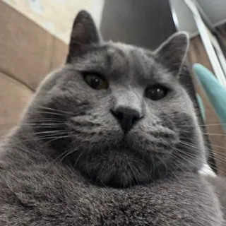 чохз
