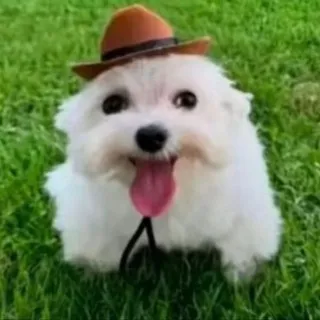 шишечка