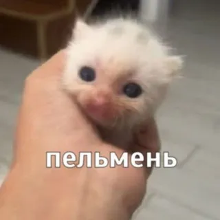 пельмешек ленится ✏️