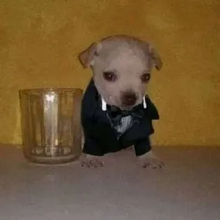 Кура𝘀𝗵𝗶𝘁инг