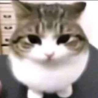 ДОППЕЛ ЖИВЁТ