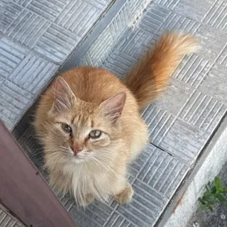 Помощь кошечке