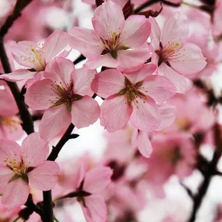 [🌸]—Rįk𝕒i_Fløwęrg𝕒męs[RFg](чат)