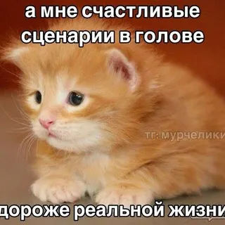 Набор адм/Конкурс на маскота||переходник нсфв/нсфл кф