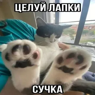 || Эхо дождя ||
