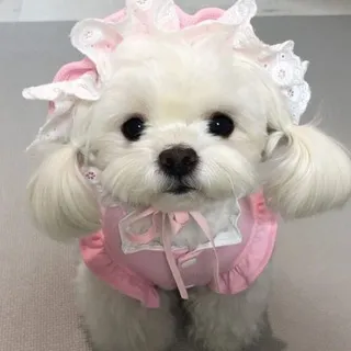𝒶𝓅𝑜𝓃𝒾. ｡♡