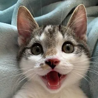 Katzen 🐈