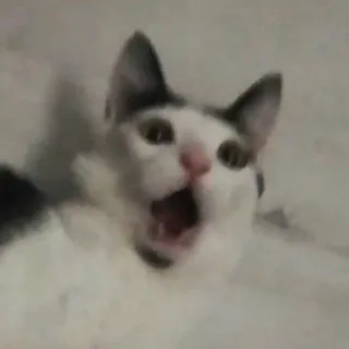 Дед фотоСетор