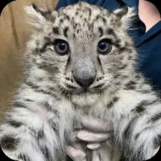 Snow Leopards ᴄᴏɴꜰ 🐾🌨