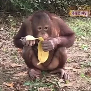 Monke behave your